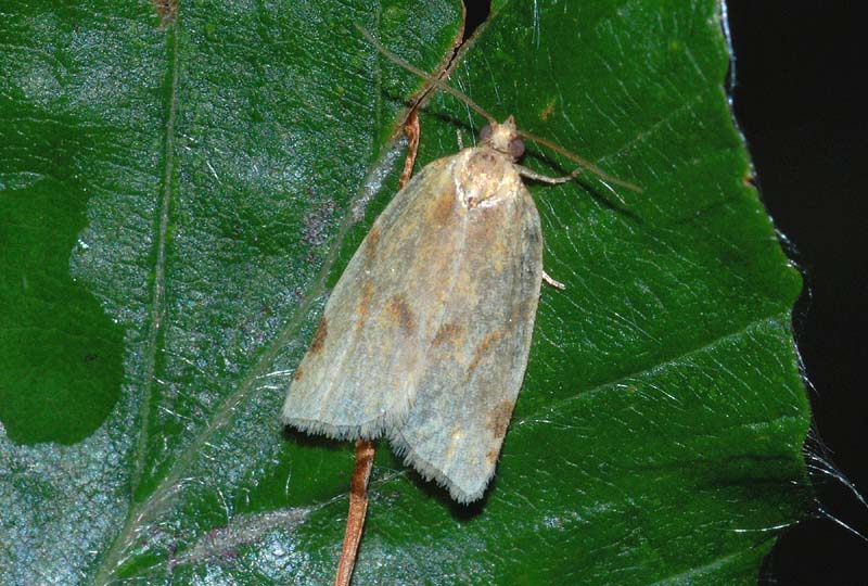 Ancora un Tortricidae : Paramesia gnomana